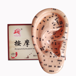 Акупунктурный макет уха 15см