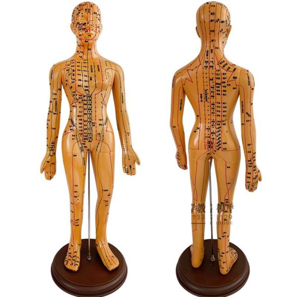 Акупунктурный макет женщины 62см телесного цвета Акупунктурный макет женщины 62см телесного цвета