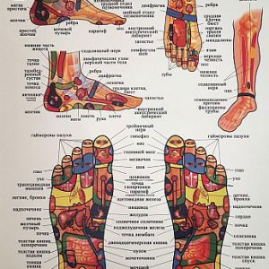 Плакат рефлексогенных зон стоп и ног