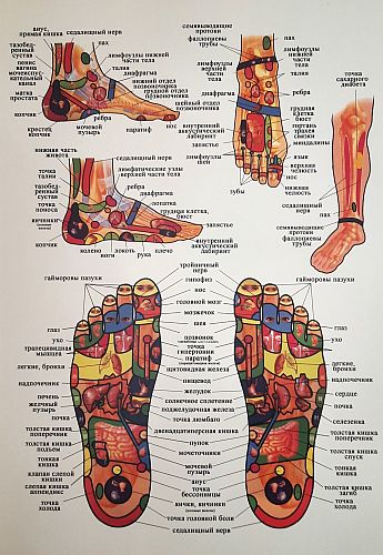 Плакат рефлексогенных зон стоп и ног