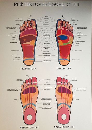 Плакат рефлексогенных зон стоп ног Плакат рефлексогенных зон стоп ног