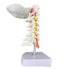 Макет скелета человека шейного позвонка с сонной артерией, затылочной костью, межпозвоночным диском и моделью нерва Макет скелета человека шейного позвонка с сонной артерией, затылочной костью, межпозвоночным диском и моделью нерва
