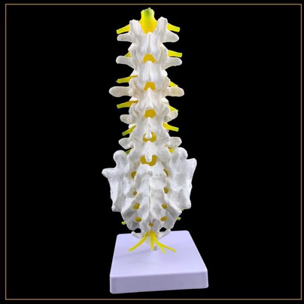 maket-pozvonochnik-poyasniza-1