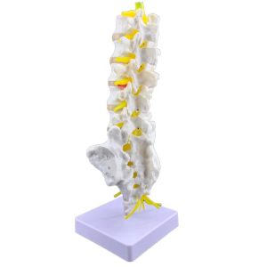 Акупунктурный макет поясничные позвонки с копчиком 32см
