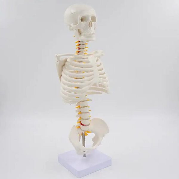 Модель человеческого скелета, медицинский учебный макет 45см